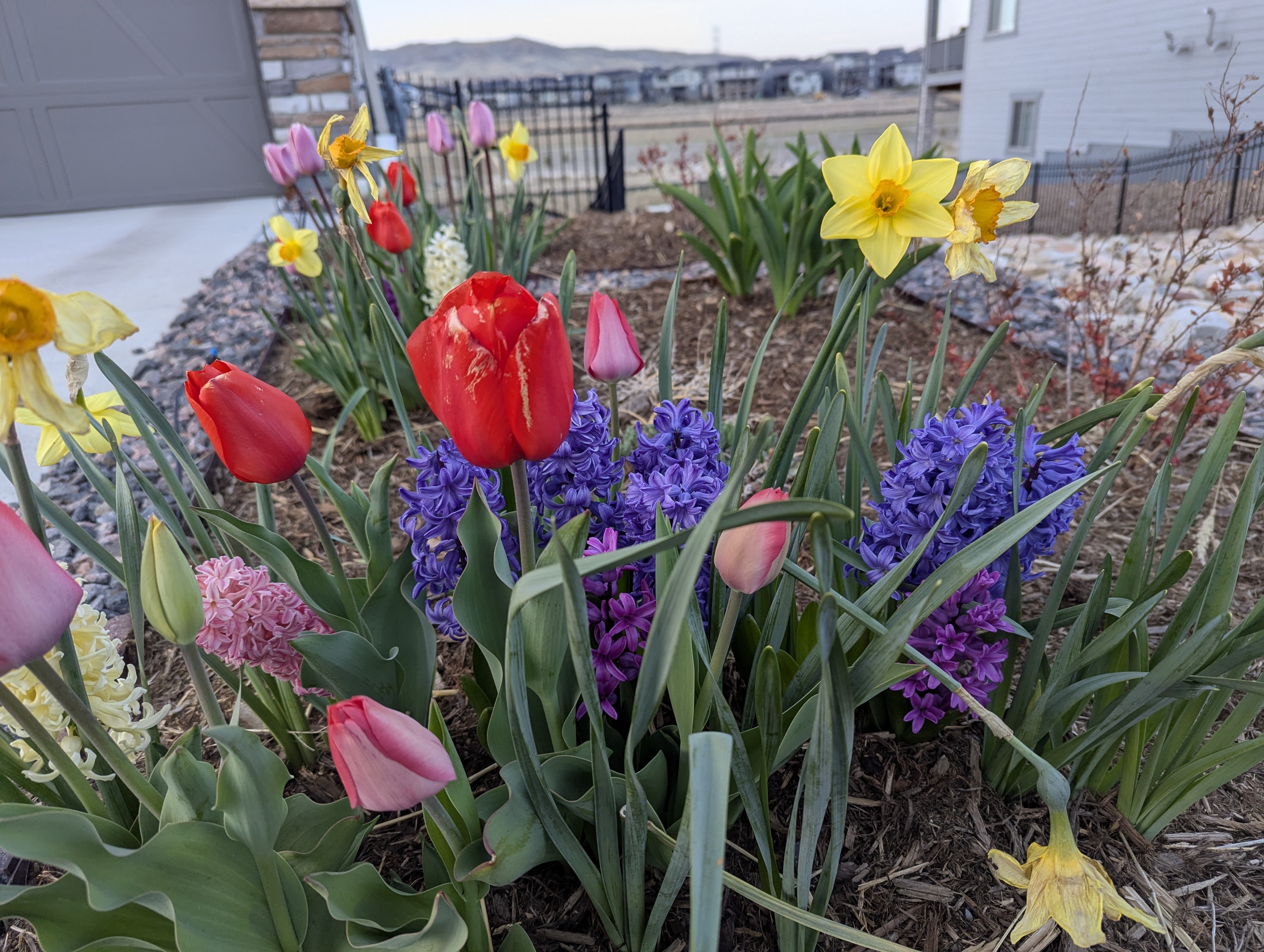 Garden, Flowers, Morrison, Colorado